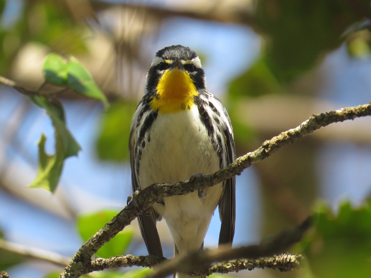 Yellow-throated Warbler - ML52112041