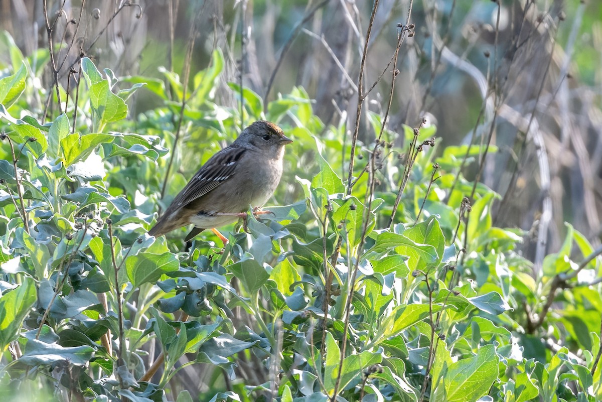 Golden-crowned Sparrow - ML521120871