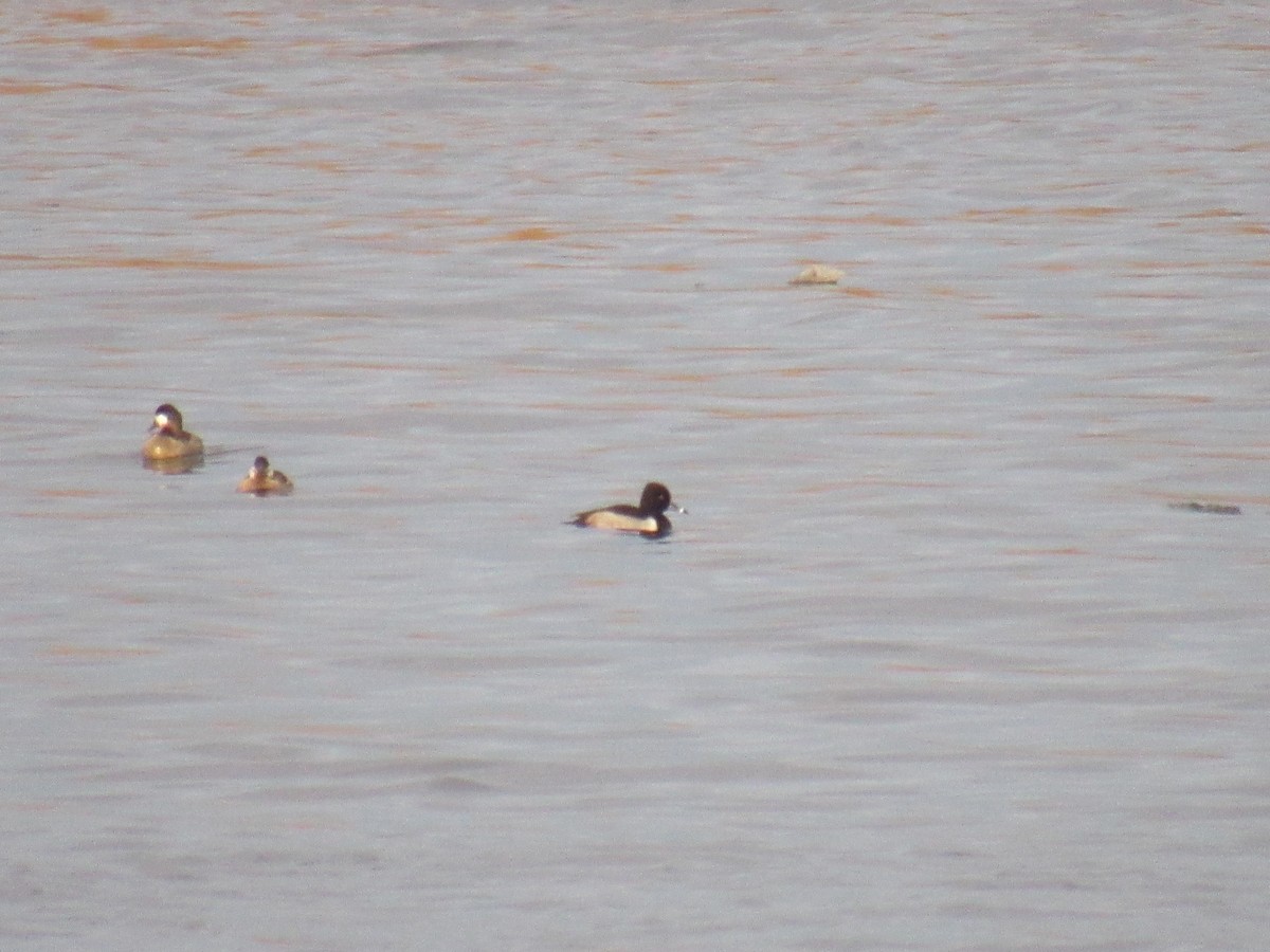 Ring-necked Duck - ML521121621