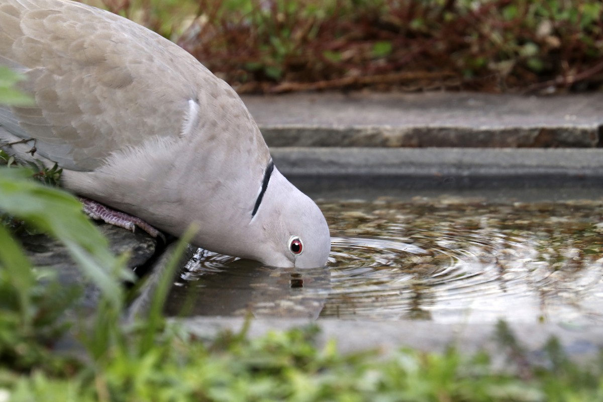 Eurasian Collared-Dove - ML521122951