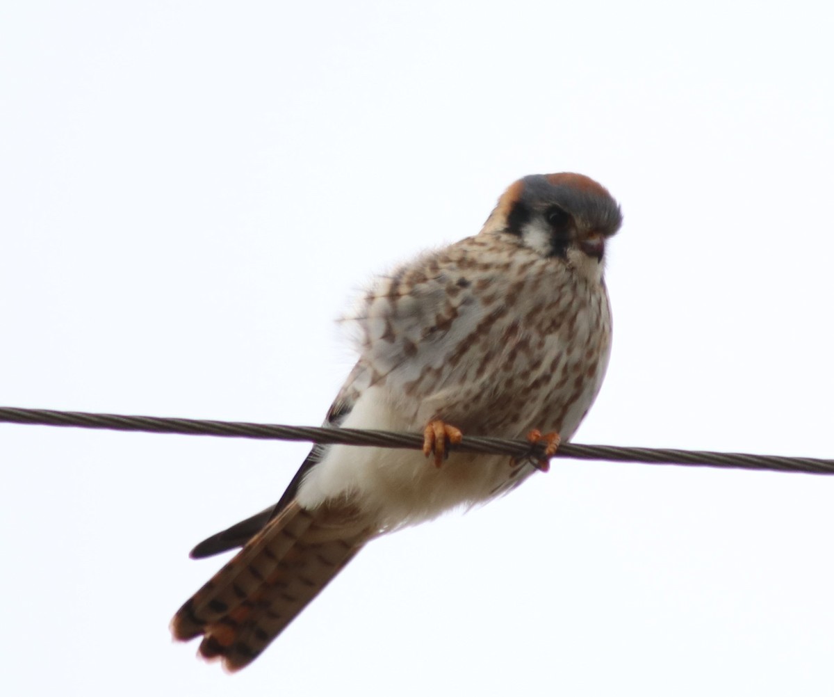 American Kestrel - ML521123071