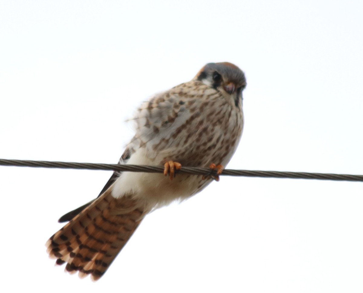 American Kestrel - ML521123081