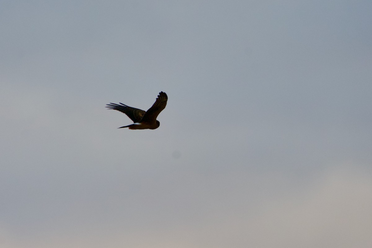 Northern Harrier - ML521123121