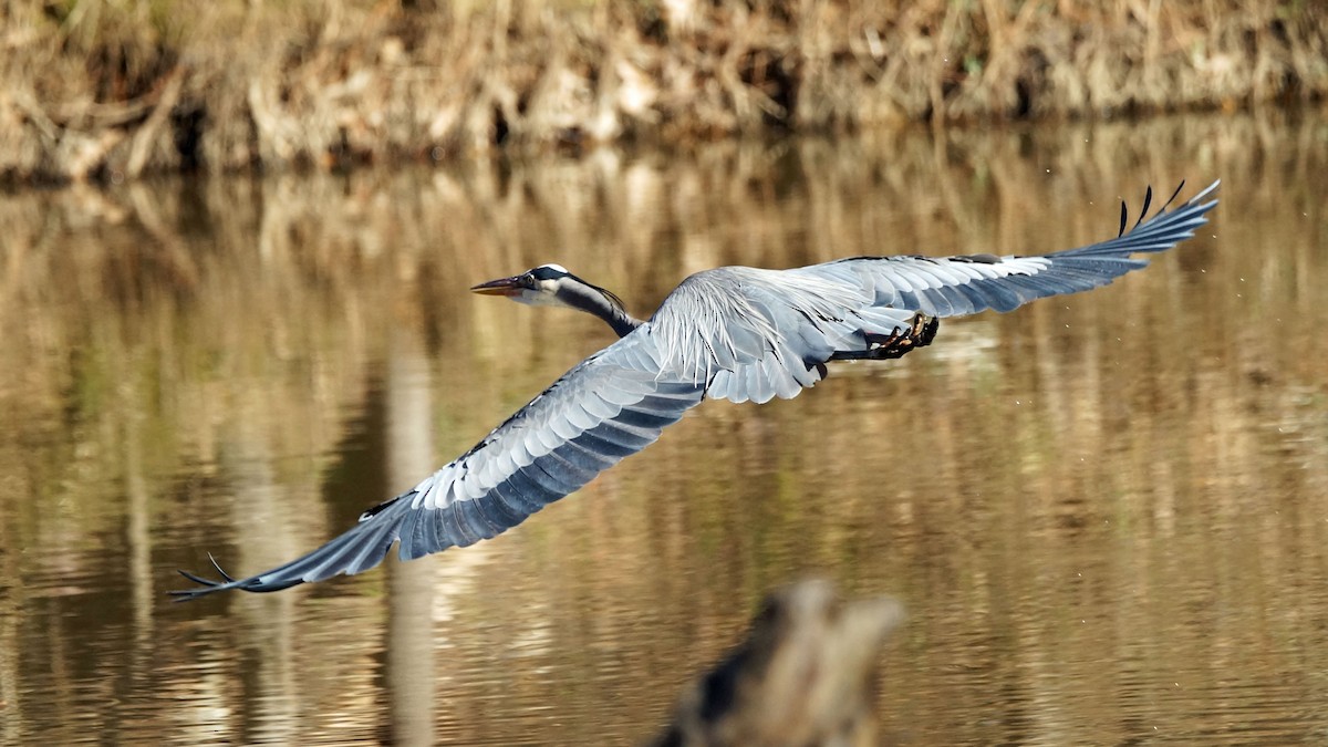Great Blue Heron - ML521123161