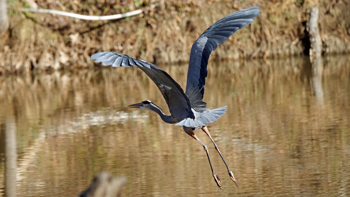 Great Blue Heron - ML521123171
