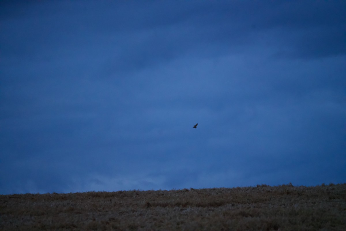 Short-eared Owl - ML521123221