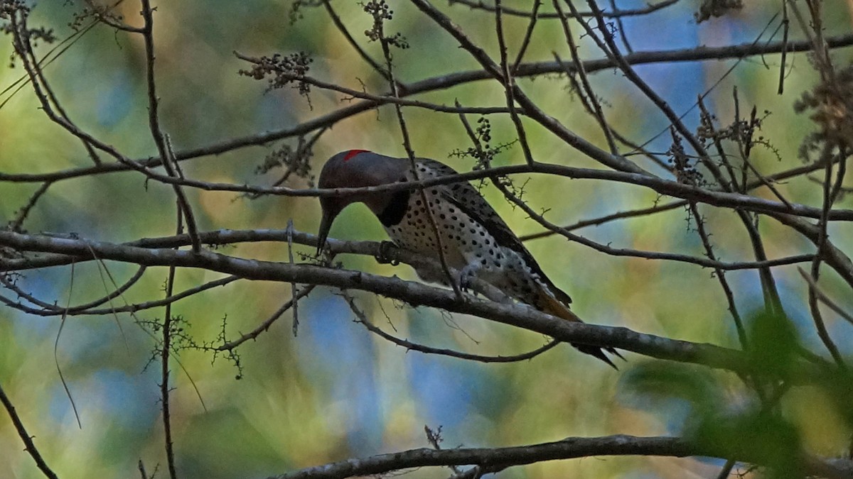 Northern Flicker - Skipper Anding