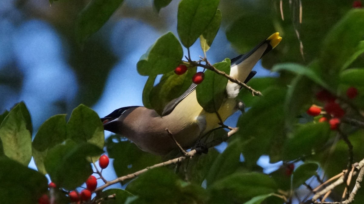 Cedar Waxwing - Skipper Anding