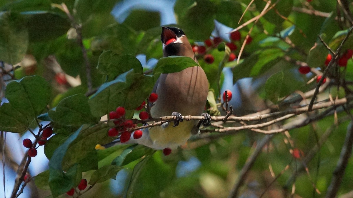 brkoslav americký - ML521123451