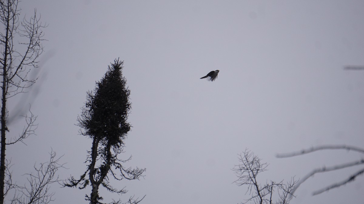 Canada Jay - ML521124201