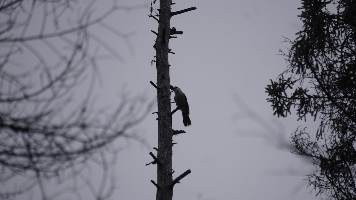 Canada Jay - ML521124361