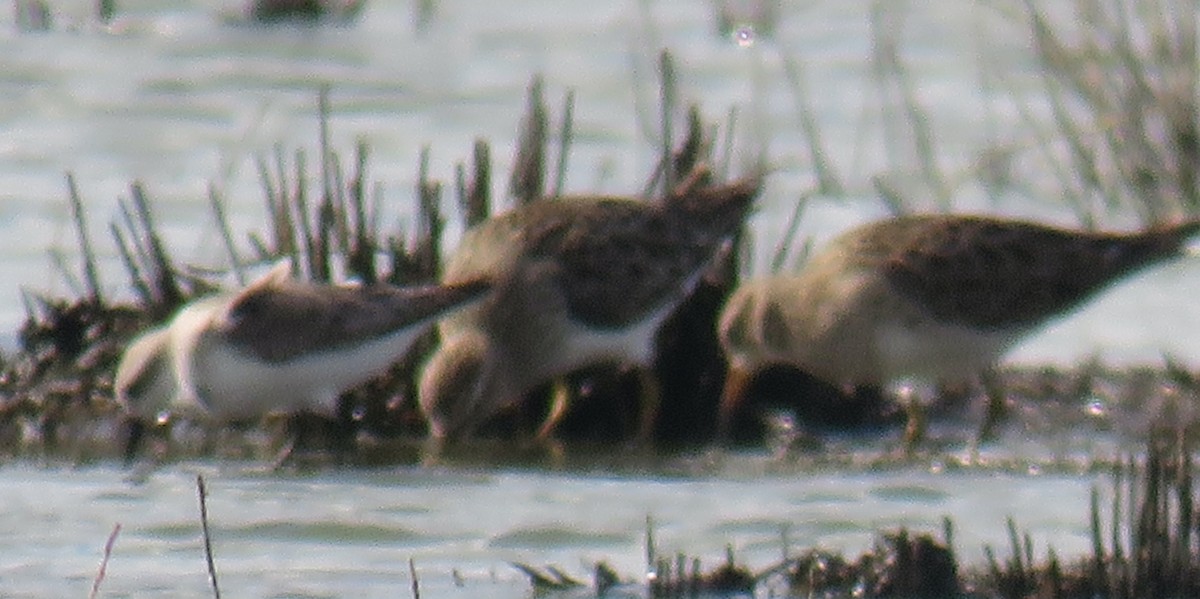 Rotkehl-Strandläufer - ML521124911