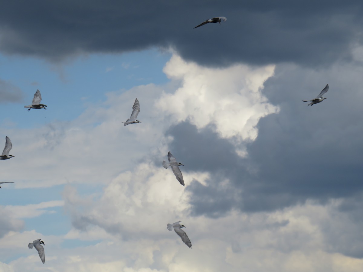 Whiskered Tern - ML521125381