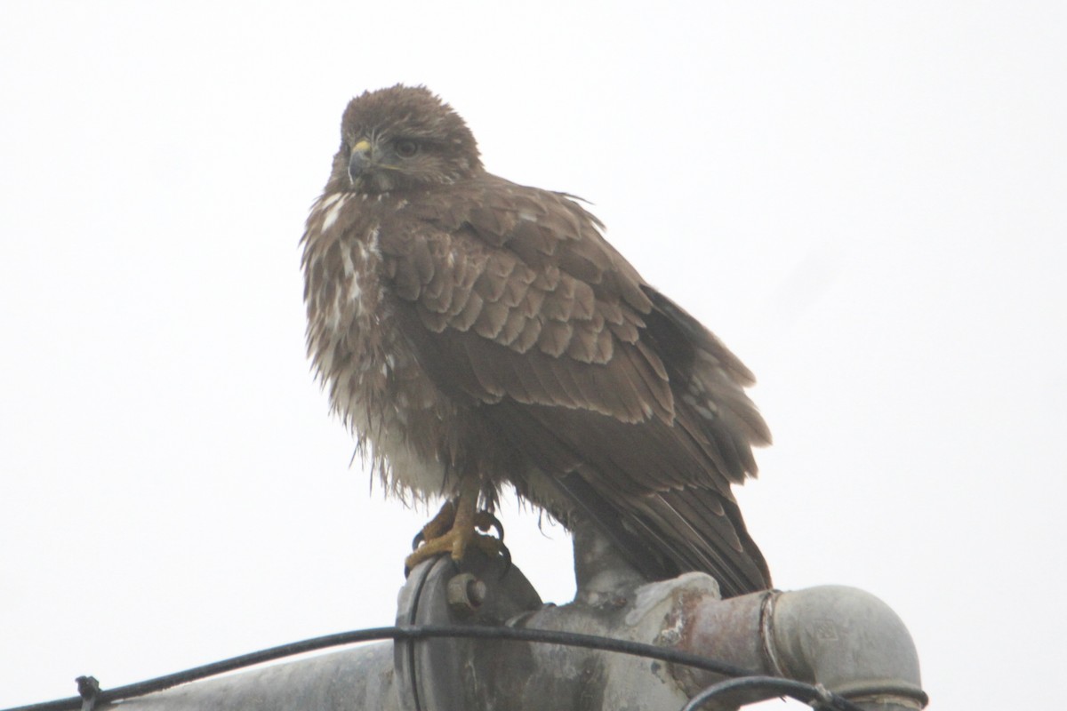 Common Buzzard - ML521125781