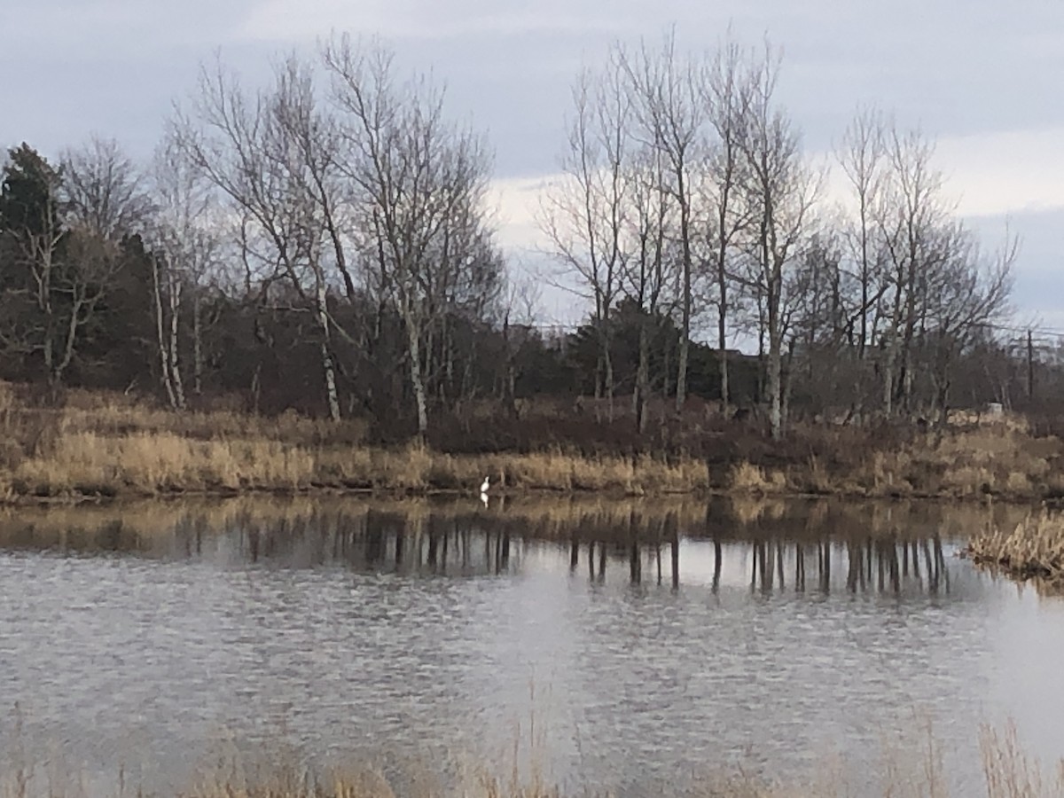 Great Egret (American) - ML521126391