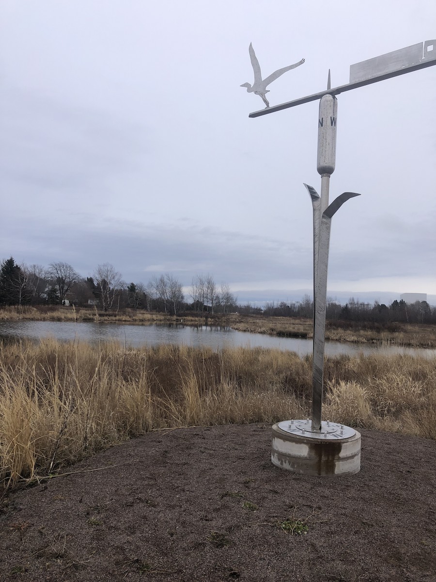 Great Egret (American) - ML521126411