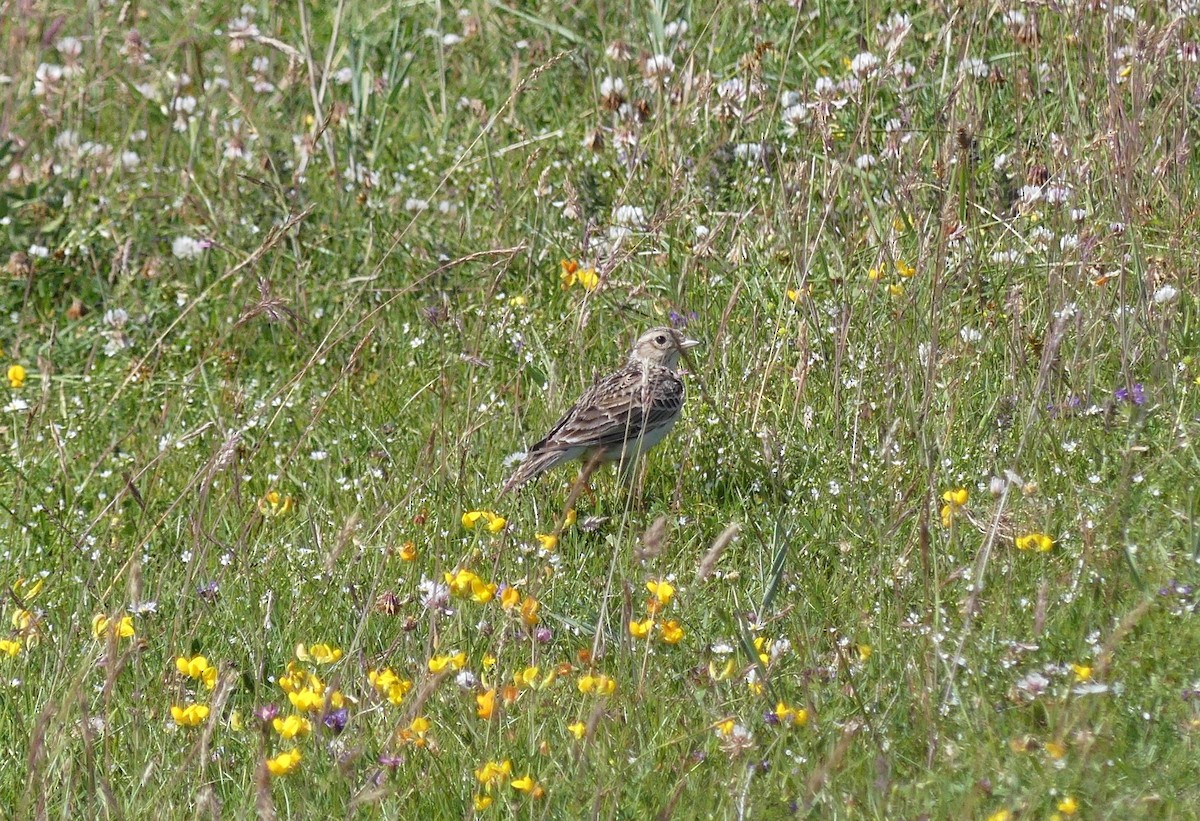 Eurasian Skylark (European) - ML521126721