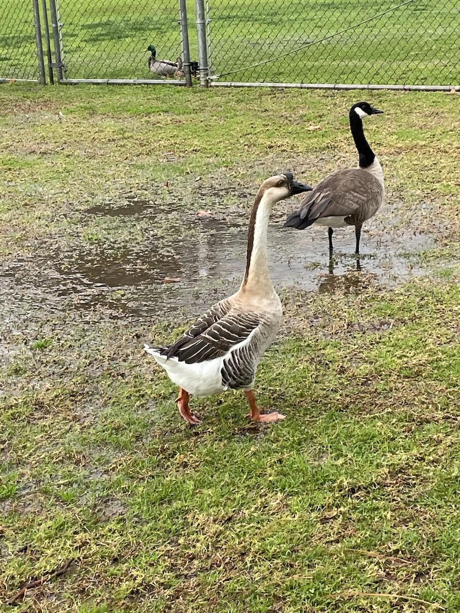 Swan Goose (Domestic type) - Alex Coffey