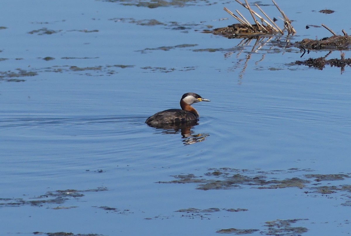 Red-necked Grebe - ML521126971