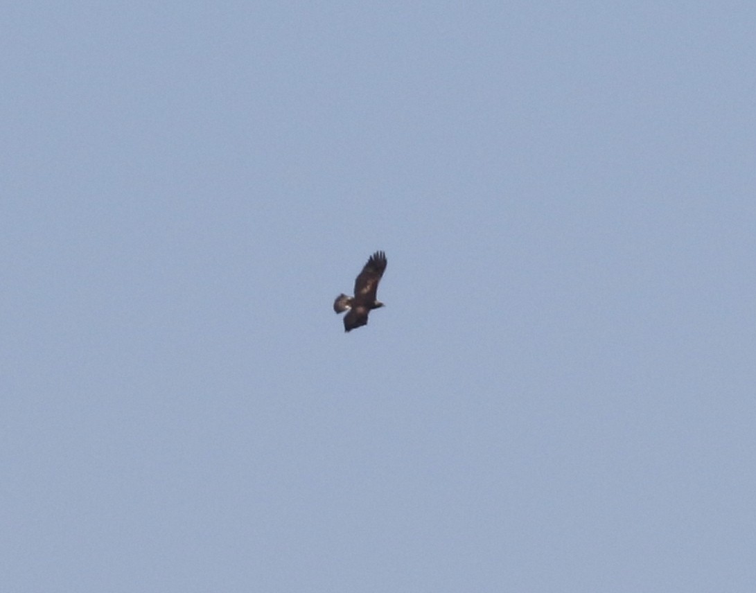 Golden Eagle - ML52112701