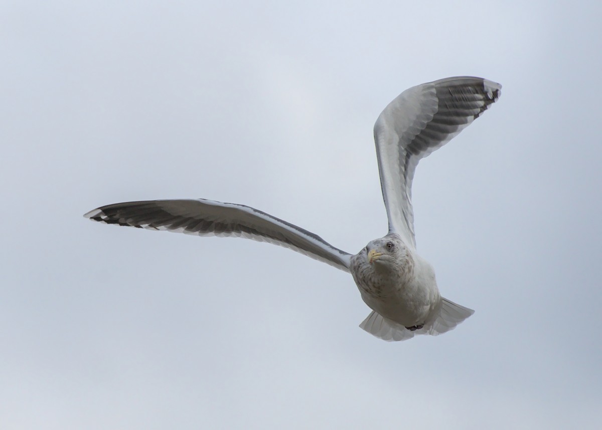 Slaty-backed Gull - Frederick Ruckersfeldt