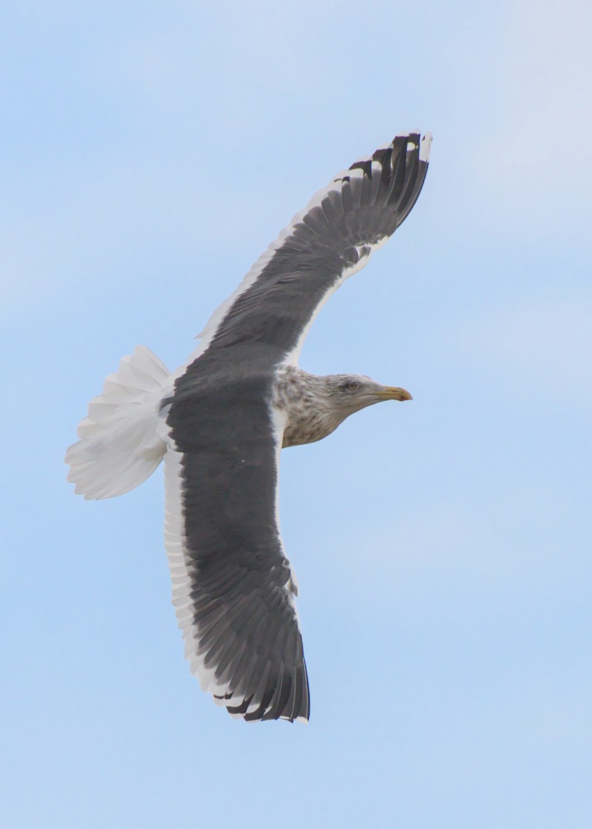 Slaty-backed Gull - Frederick Ruckersfeldt