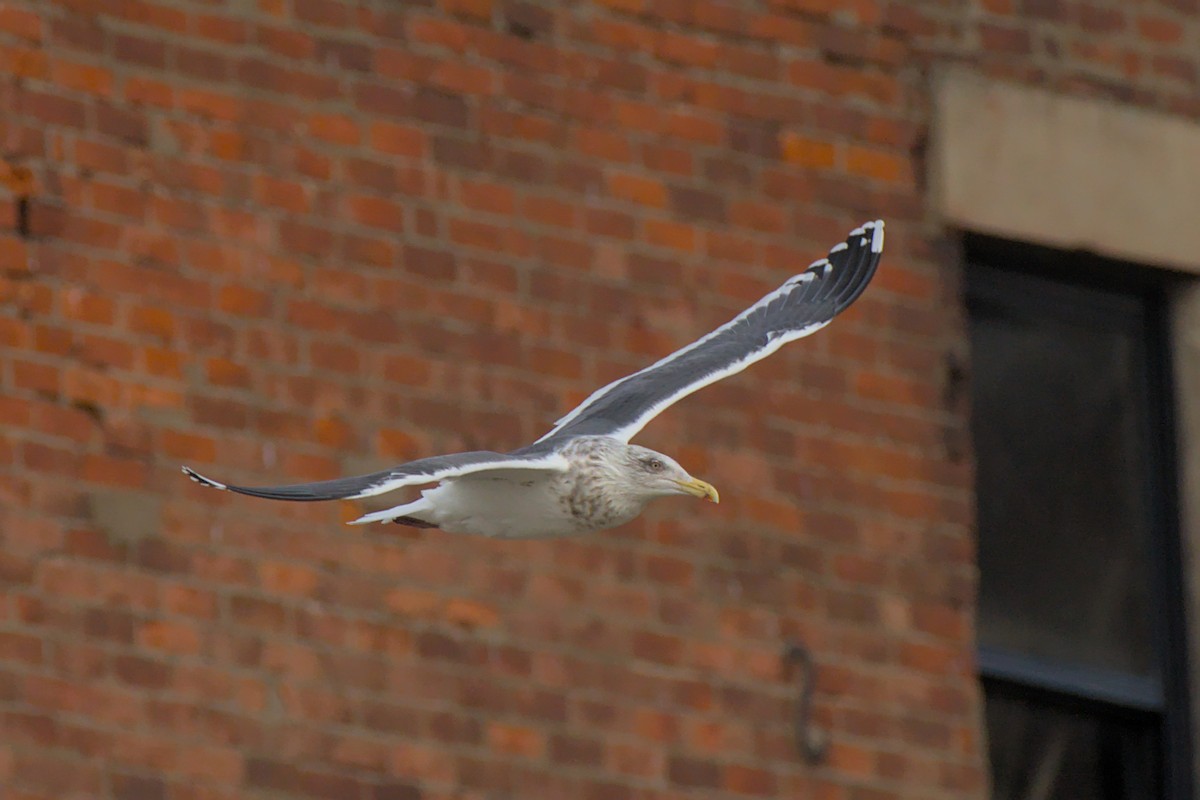 Slaty-backed Gull - ML521127031