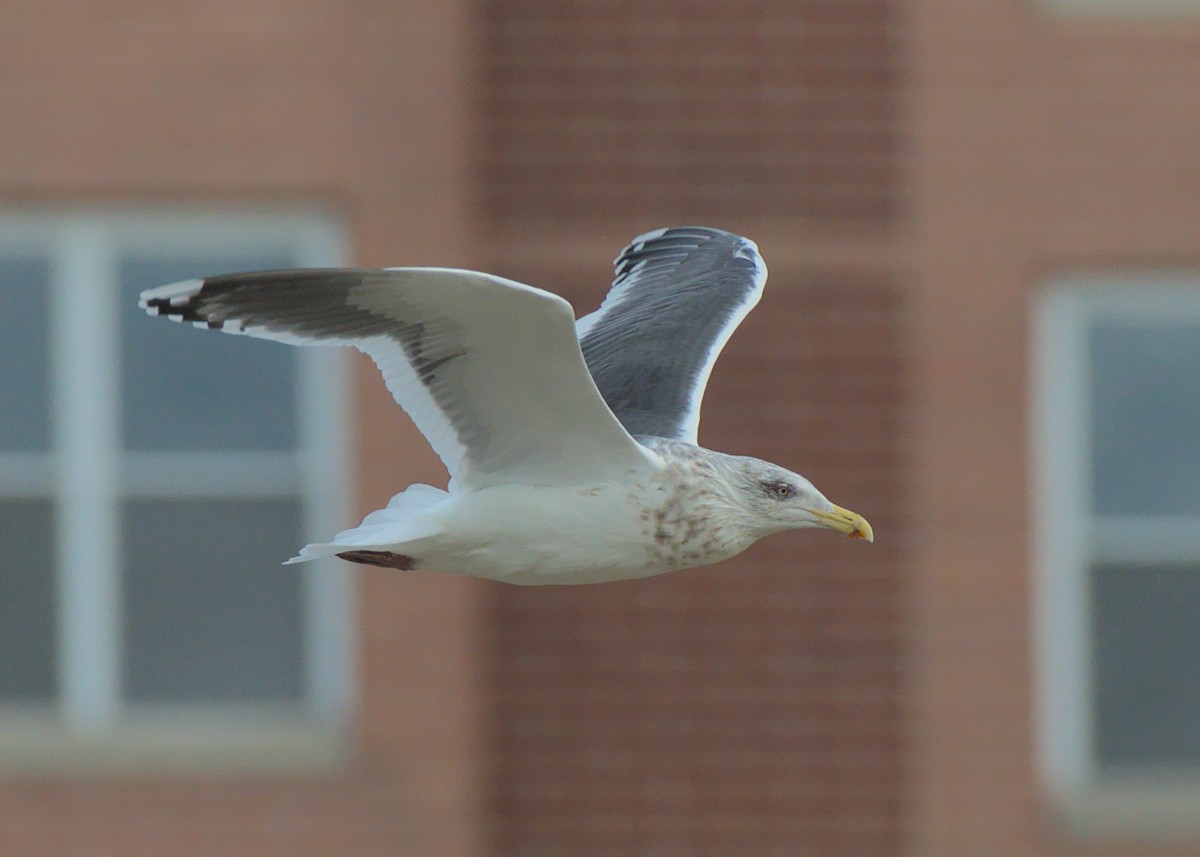 Slaty-backed Gull - Frederick Ruckersfeldt