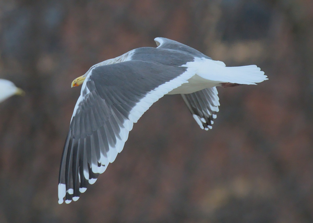 Slaty-backed Gull - ML521127071