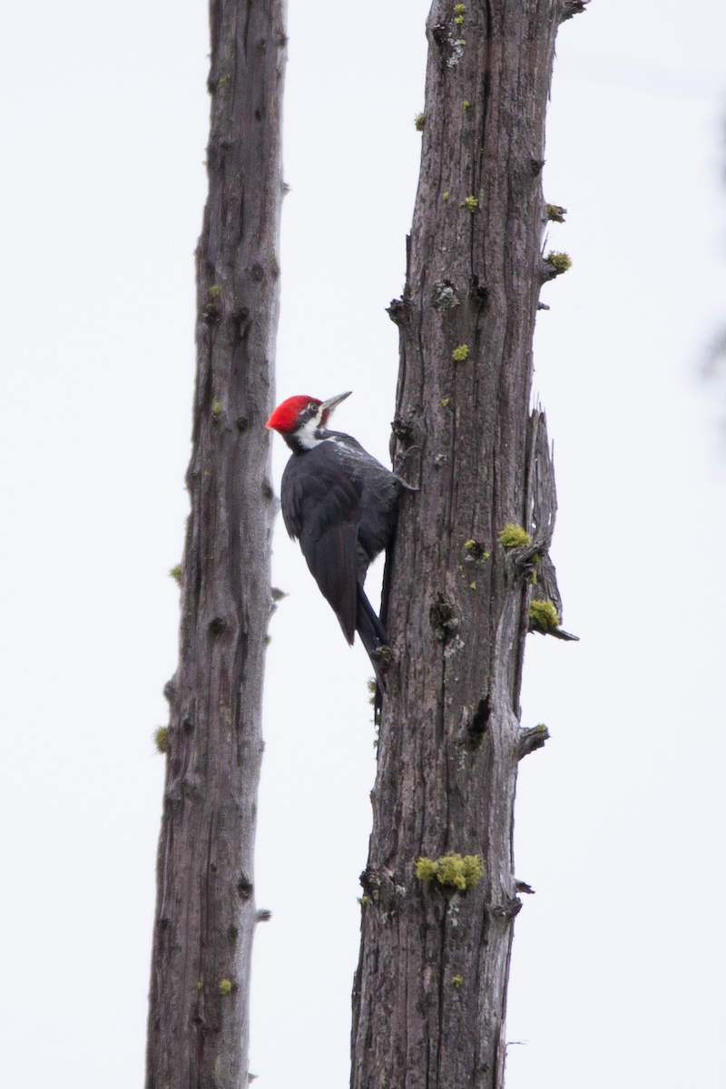 Pileated Woodpecker - ML521127251