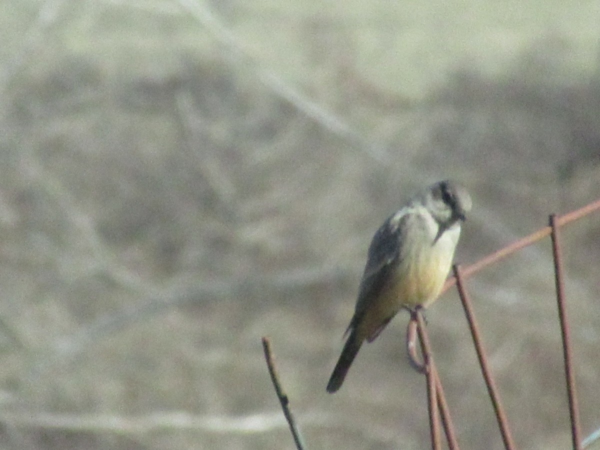 Say's Phoebe - Matt Jones