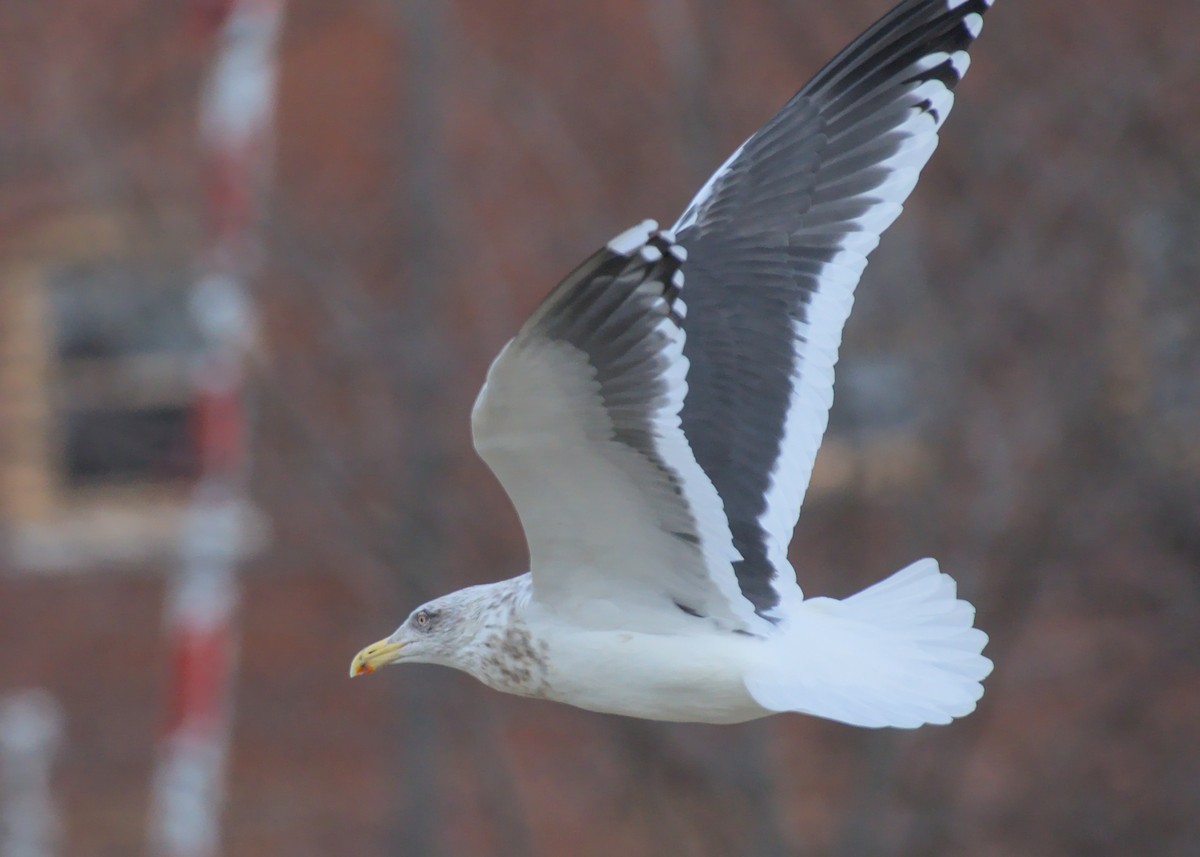 Slaty-backed Gull - Frederick Ruckersfeldt