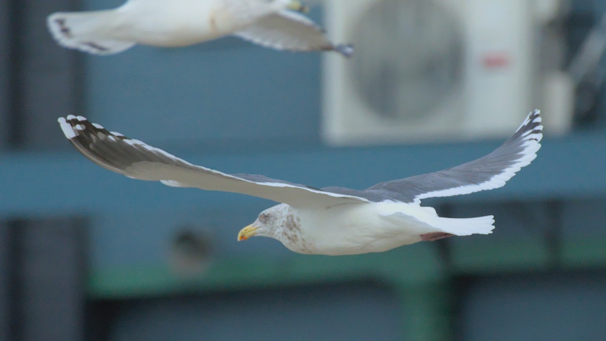 Slaty-backed Gull - Frederick Ruckersfeldt