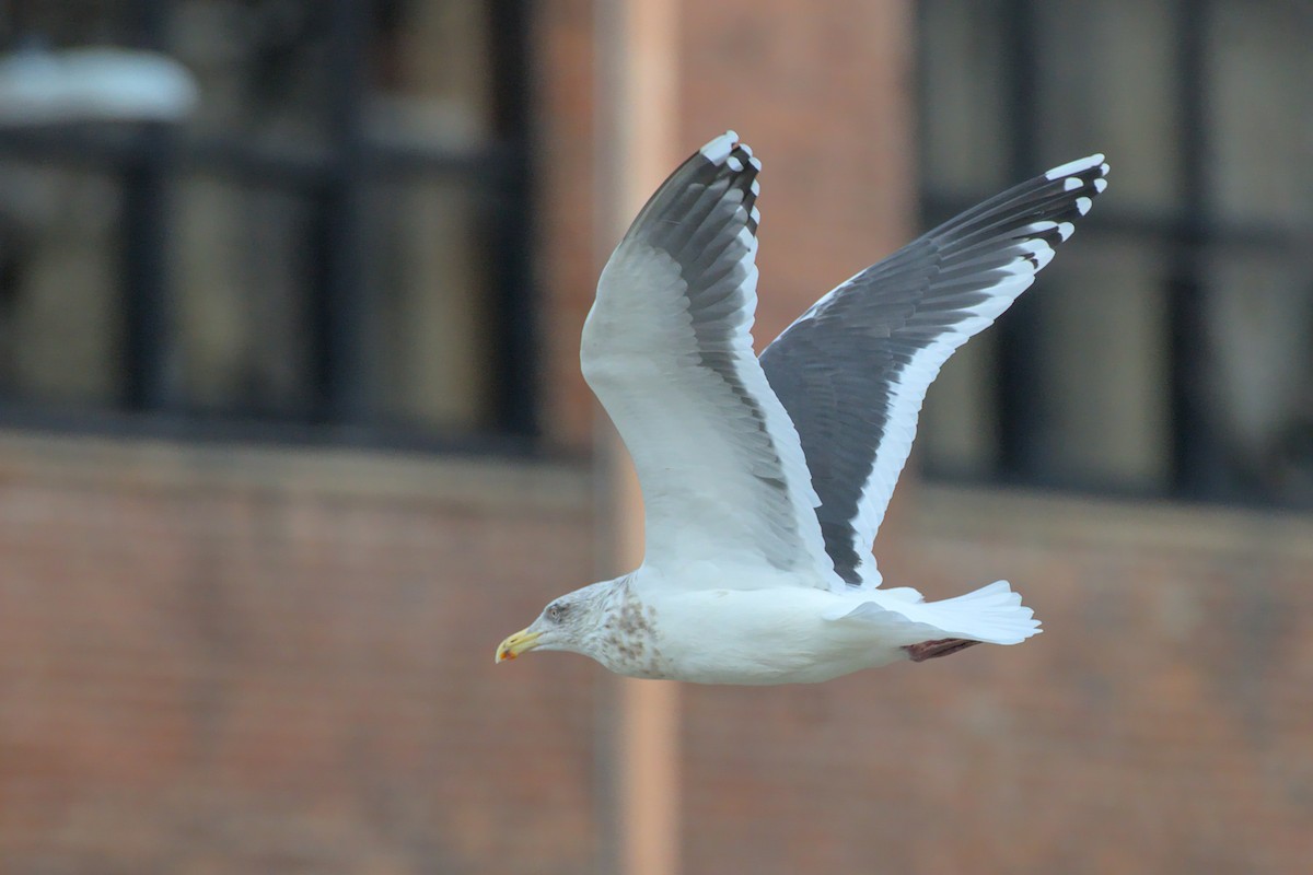 Slaty-backed Gull - ML521127511