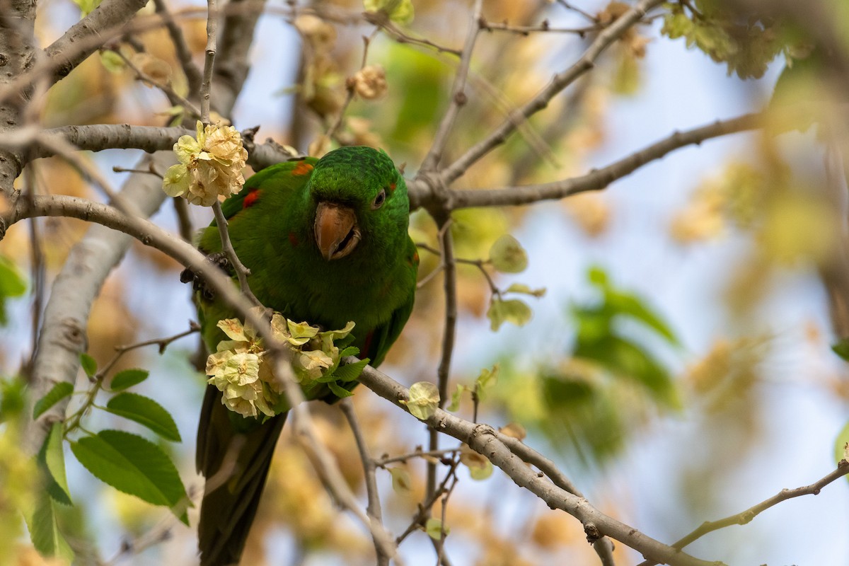 Conure pavouane - ML521127811