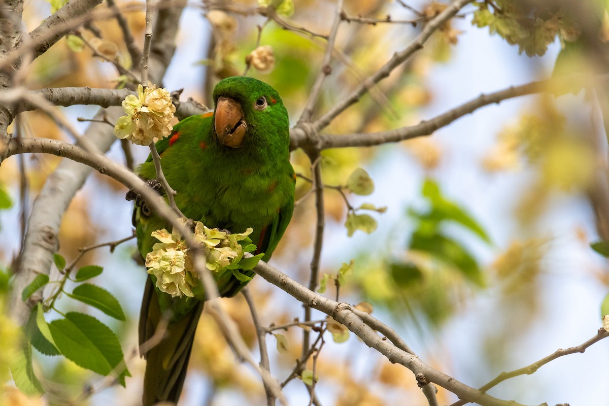 White-eyed Parakeet - ML521127821