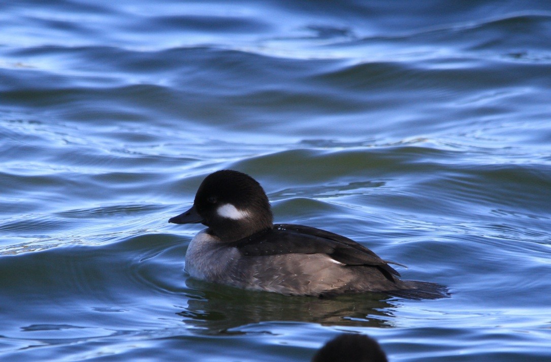 Bufflehead - ML521128661