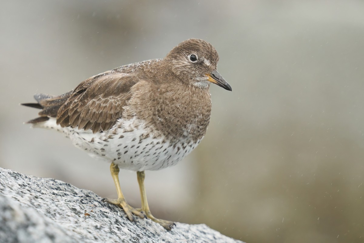 Surfbird - Grigory Heaton