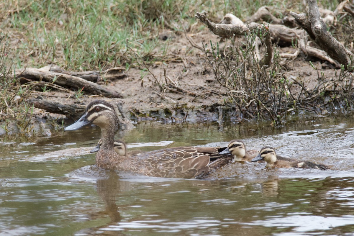 Pacific Black Duck - ML521130181