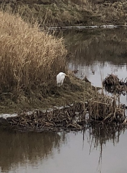 Great Egret (American) - ML521131221