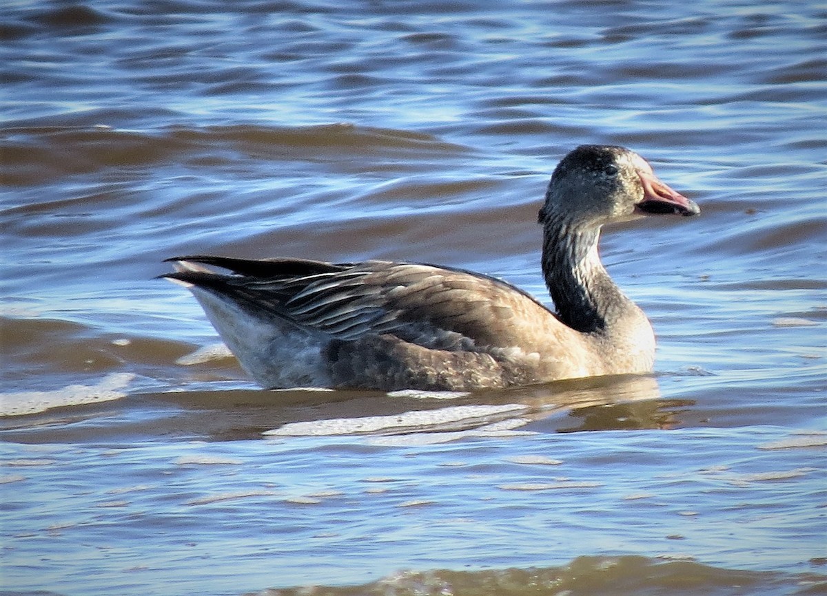 Snow Goose - ML521131521