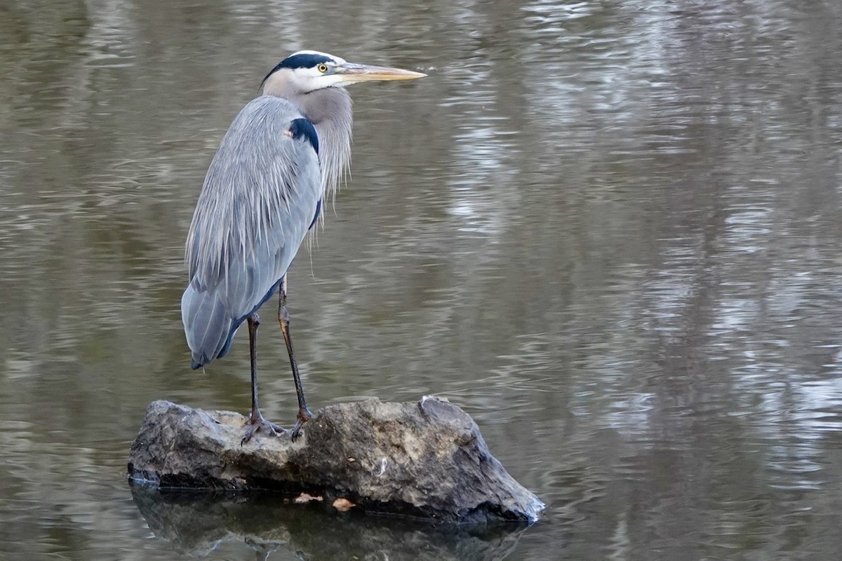 Great Blue Heron - ML521131561