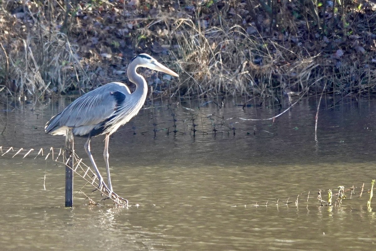 Great Blue Heron - ML521131571