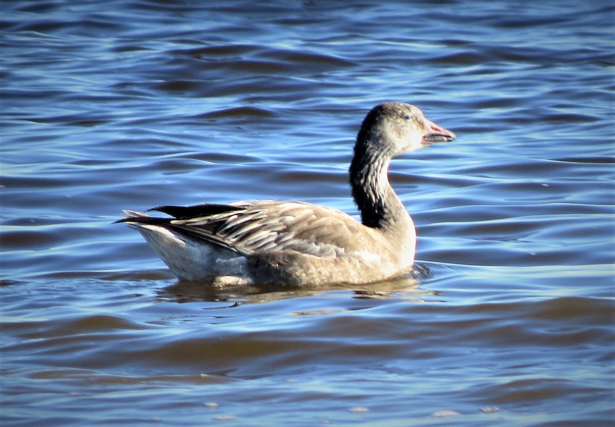 Snow Goose - ML521131581