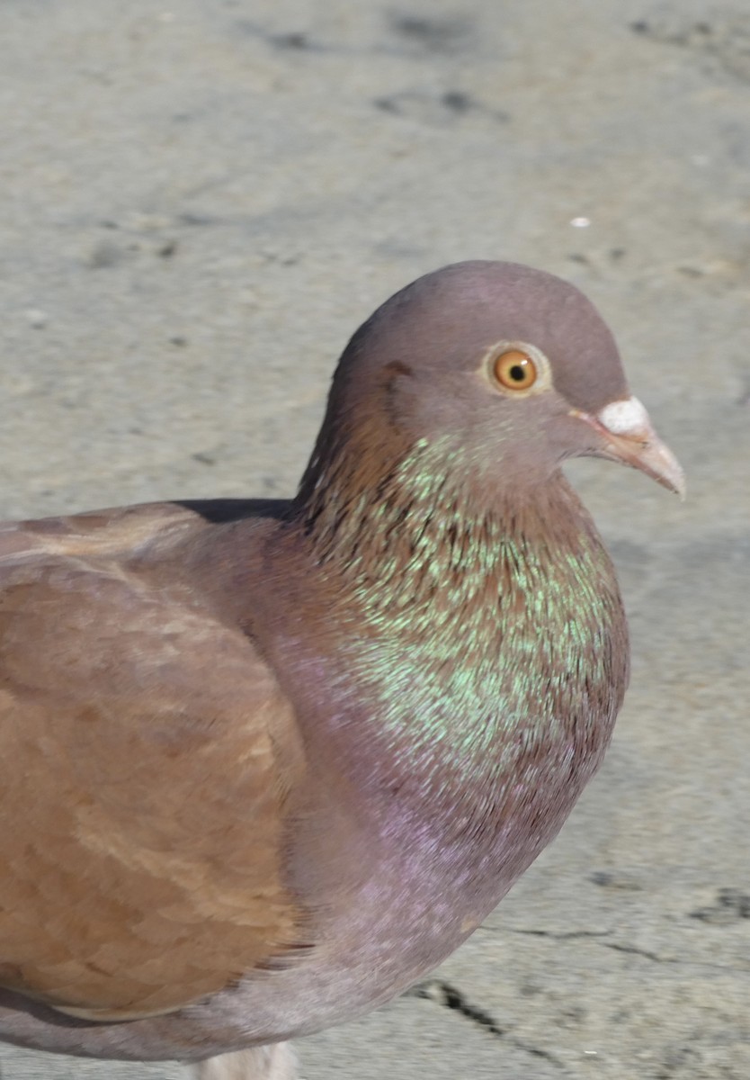 Pigeon biset (forme domestique) - ML521131741