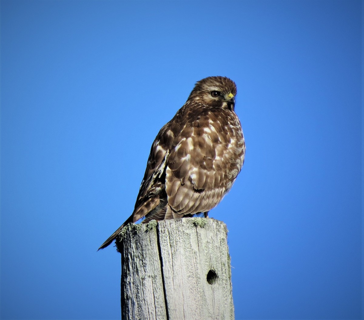 Red-shouldered Hawk - ML521131761