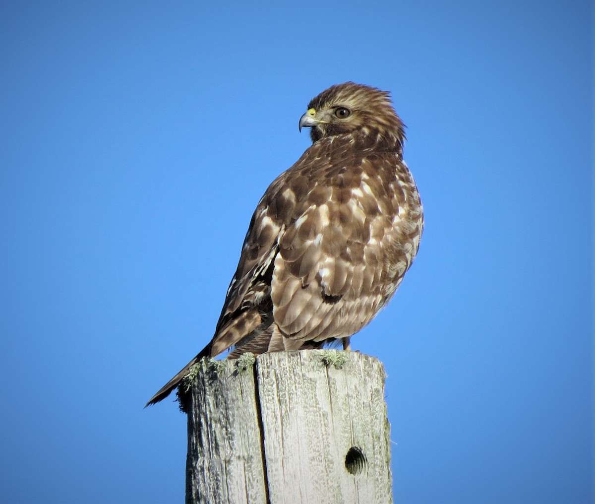 Red-shouldered Hawk - ML521131801