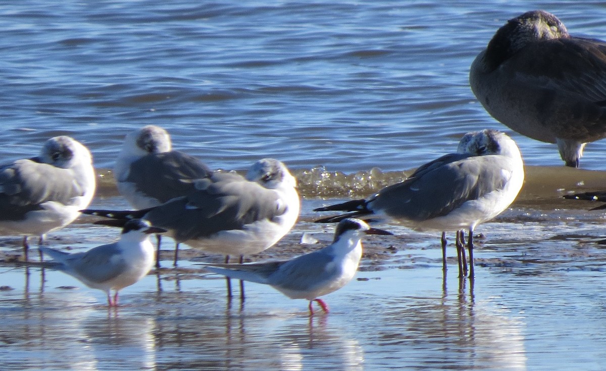 tanımsız Sterninae sp. - ML521132101