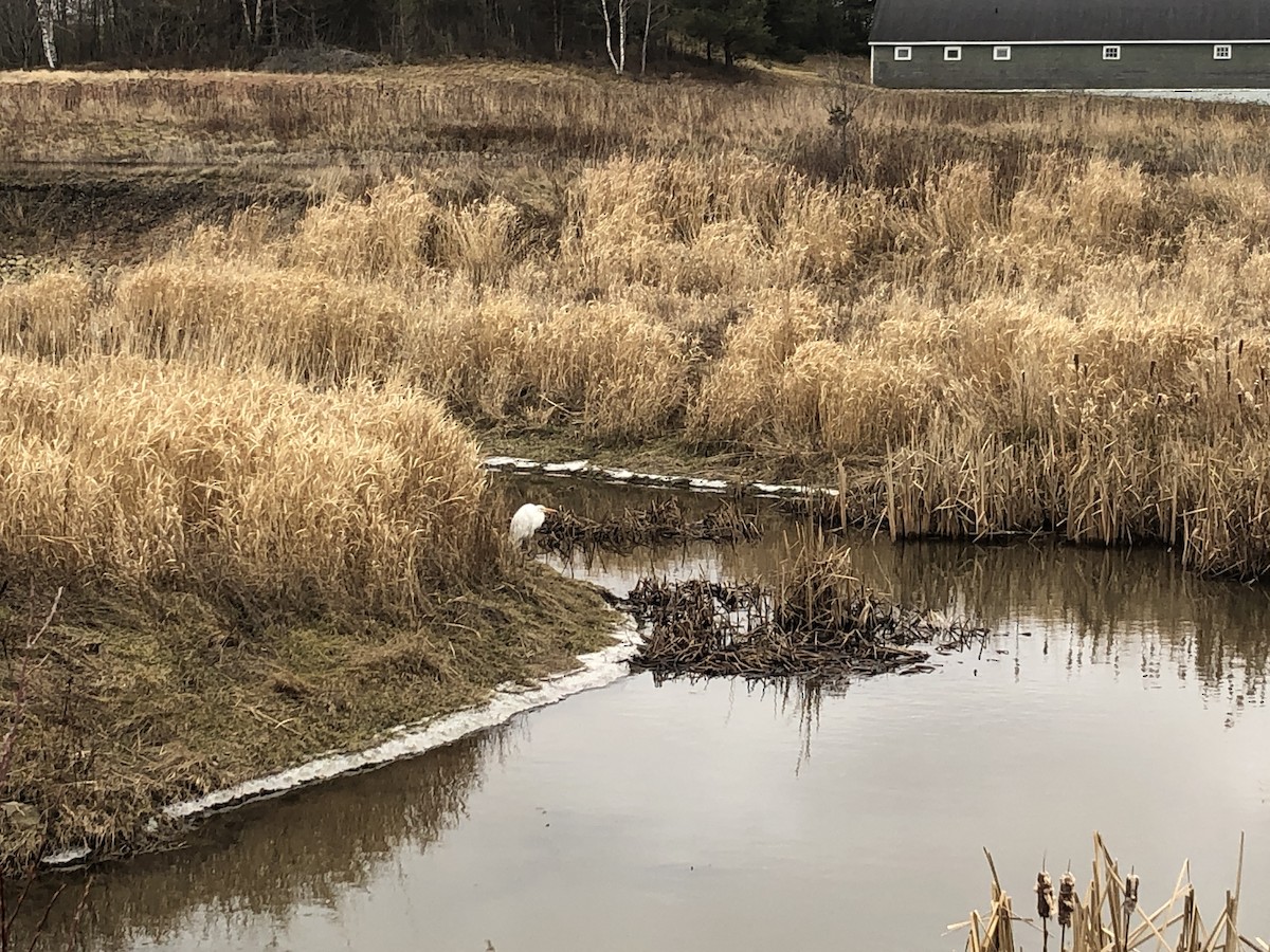 Great Egret (American) - ML521132111