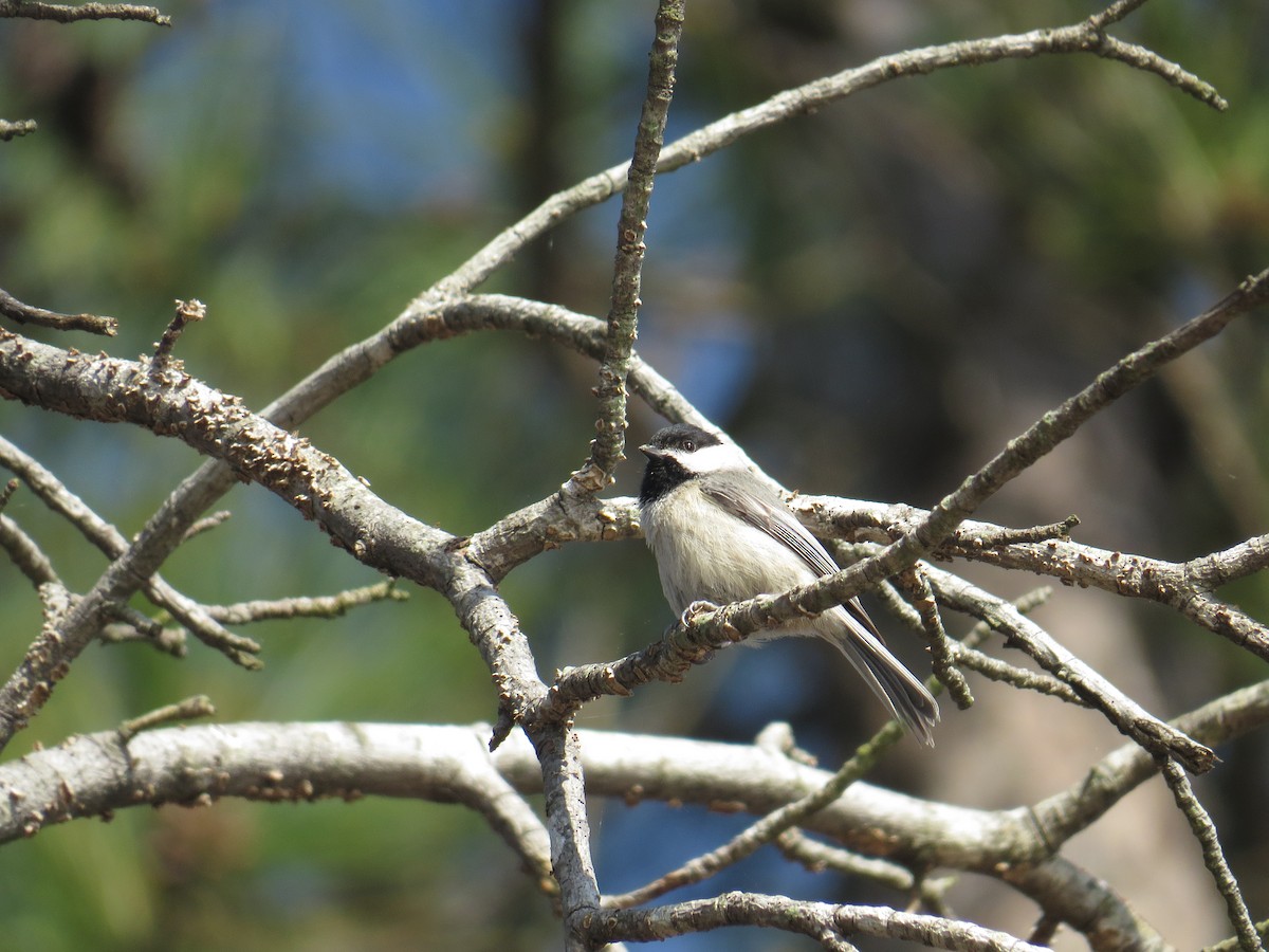 Carolina Chickadee - Mark Kosiewski